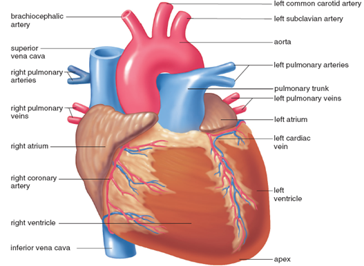 Pulmonary veins carry blood to deals the